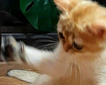 Кошки в Москве: Котенок золотая шиншилла Мальчик, 17 000 руб. - фото 8