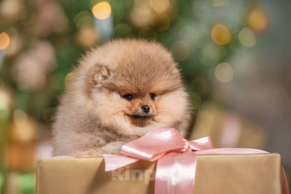 Собаки в Москве: Померанцы медвежьего типа мальчик и девочка  Девочка, Бесплатно - фото 2