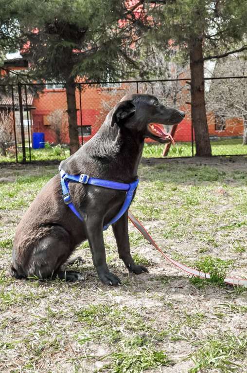 Собаки в Истре: Красотка Энджи собака в добрые руки Девочка, Бесплатно - фото 4