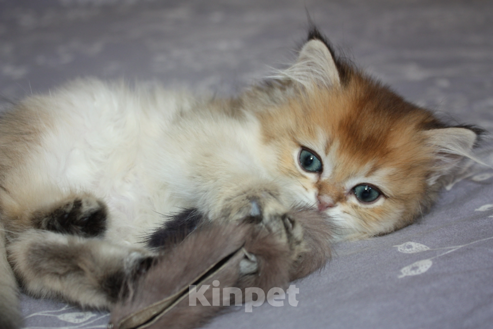 Кошки в Москве: Котик золотая шиншилла Хайленд страйт Мальчик, 30 000 руб. - фото 3