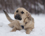 Собаки в Москве: Айва Девочка, Бесплатно - фото 3
