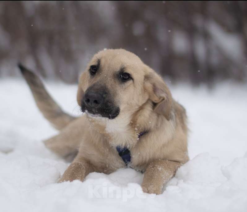 Собаки в Москве: Айва Девочка, Бесплатно - фото 3