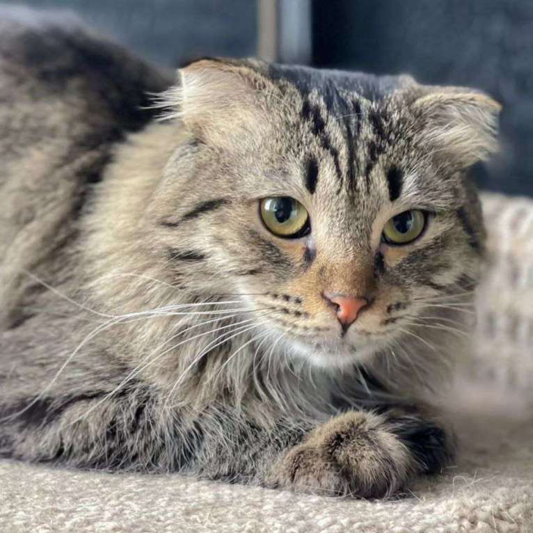 Кошки в Москве: Пушистую Гречку выкинули Девочка, Бесплатно - фото 4