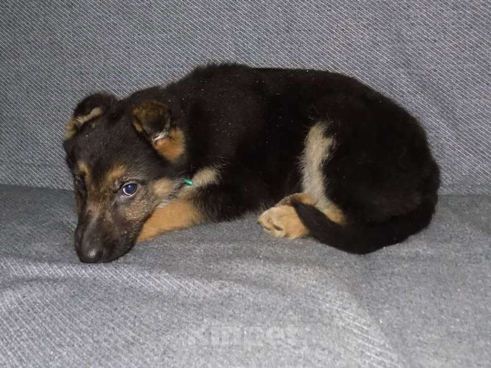 Собаки в Москве: Восточноевропейская овчарка, мальчики Мальчик, 20 000 руб. - фото 2