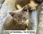 Кошки в Москве: Выкормыши из пакета Мальчик, Бесплатно - фото 4