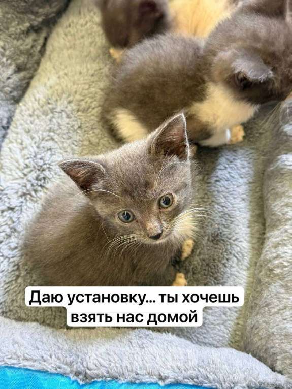 Кошки в Москве: Выкормыши из пакета Мальчик, Бесплатно - фото 4