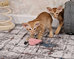 Кошки в Подольске: Чудесные ориентальные малыши Мальчик, 90 000 руб. - фото 7