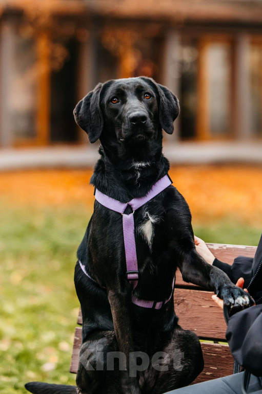 Собаки в Москве: Собака бесплатно Москва Девочка, Бесплатно - фото 4