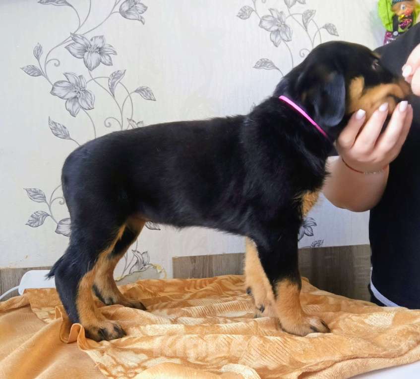 Собаки в других городах Московской области: Щенки ротвейлера Девочка, 60 000 руб. - фото 1