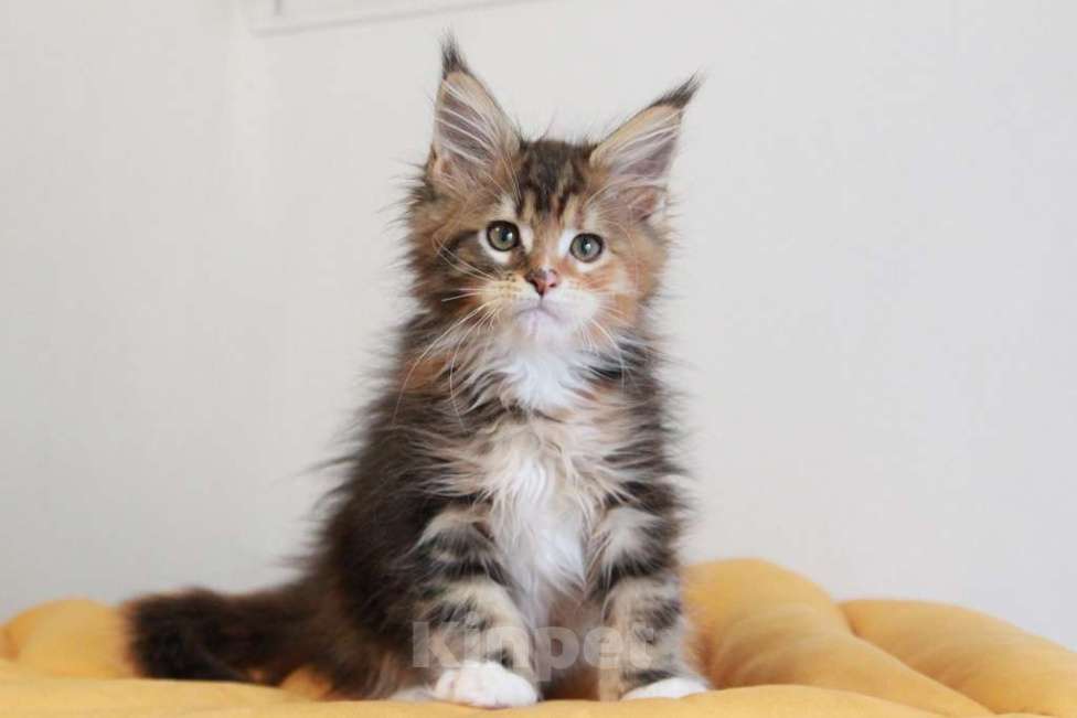 Кошки в Екатеринбурге: У всех хорошие, а у нас - лучшие! Alika Девочка, 25 000 руб. - фото 9