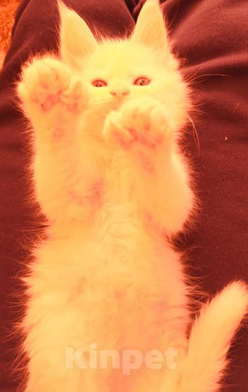 Кошки в Краснодаре: Мейн-кун полидак Девочка, Бесплатно - фото 2