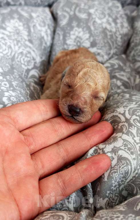 Собаки в Дмитрове: Девочка той пудель. Девочка, 80 000 руб. - фото 1