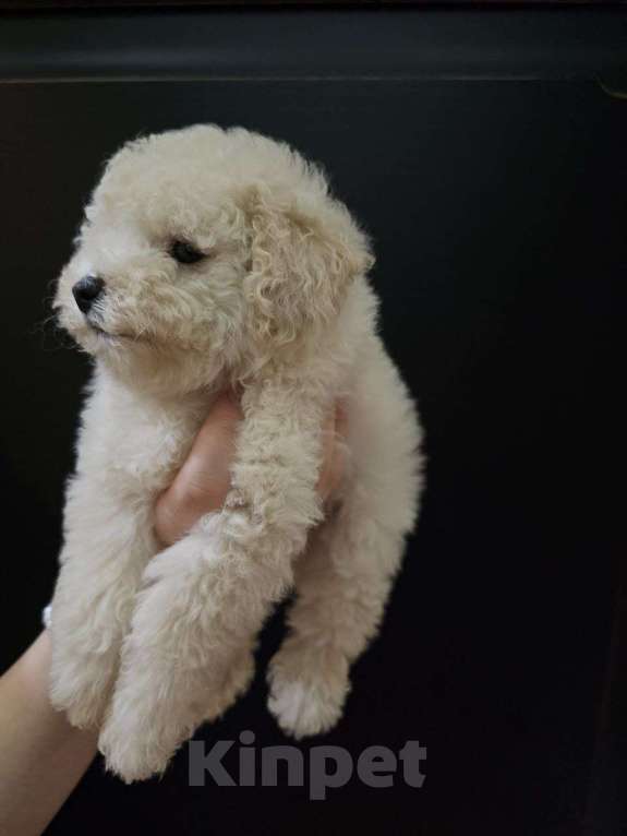 Собаки в Москве: Той-пудель Мальчик, 60 000 руб. - фото 1