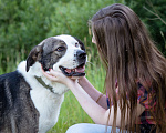 Собаки в Солнечногорске: В добрые руки Мальчик, Бесплатно - фото 2