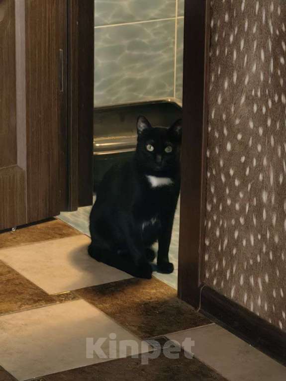 Кошки в Москве: Бэлле срочно нужен дом Девочка, Бесплатно - фото 2