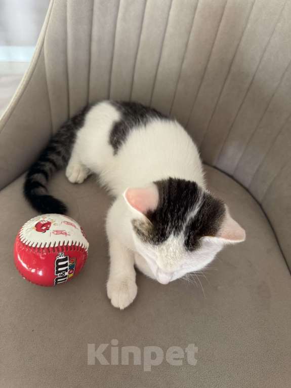 Кошки в Москве: Мия  Девочка, Бесплатно - фото 9