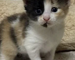 Кошки в Астрахани: Котёнок в семью Девочка, Бесплатно - фото 2