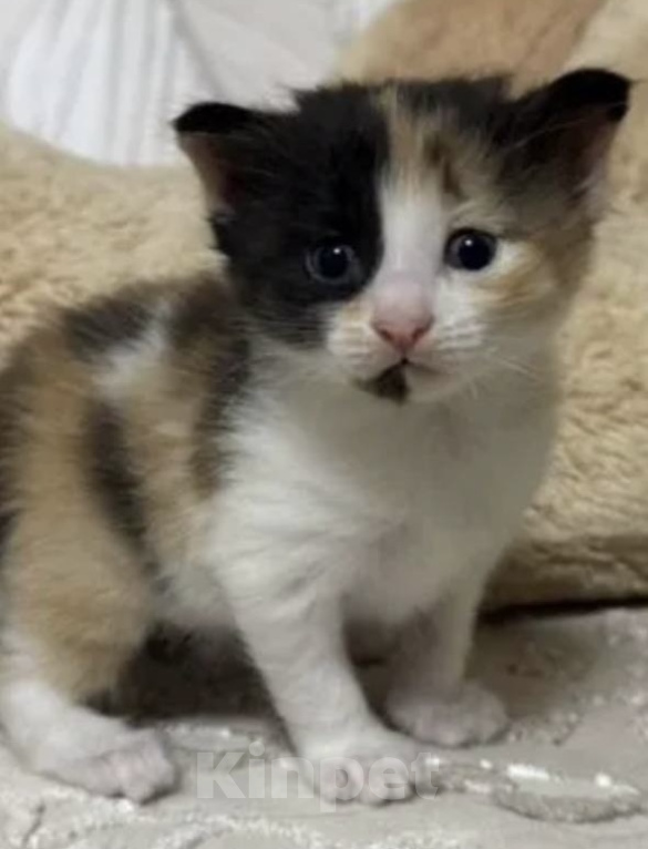 Кошки в Астрахани: Котёнок в семью Девочка, Бесплатно - фото 2