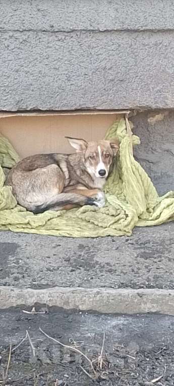 Собаки в Новокузнецке: Отдам в хорошие руки Мальчик, Бесплатно - фото 7