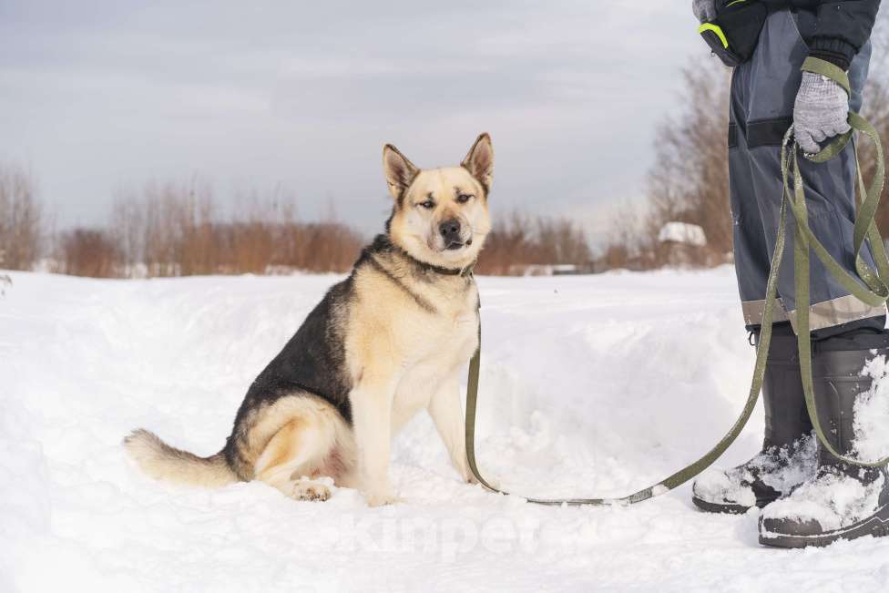 Собаки в Королеве: Норд мечтает стать верным другом для человека! Мальчик, Бесплатно - фото 3