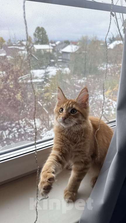 Кошки в Барнауле: Кошечка Мейн-кун Девочка, 26 000 руб. - фото 3