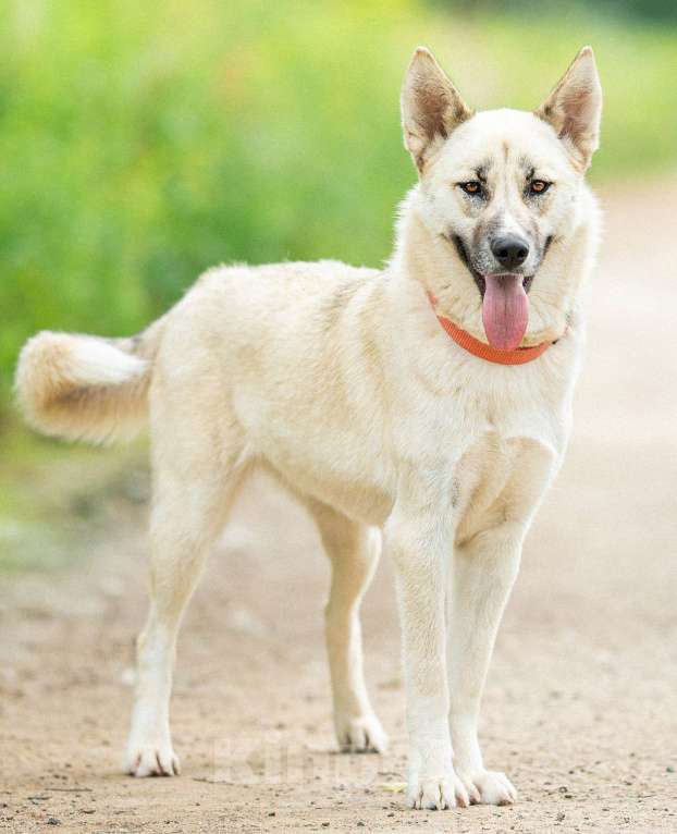 Собаки в Москве: Лапушка из приюта ищет дом Девочка, Бесплатно - фото 2