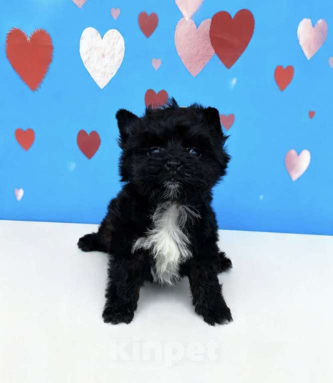 Собаки в Москве: Чёрный йорк мальчик стандарт Мальчик, 80 000 руб. - фото 3