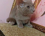 Кошки в Волгограде: Манчкин стандарт на супер коротких лапках Мальчик, Бесплатно - фото 2