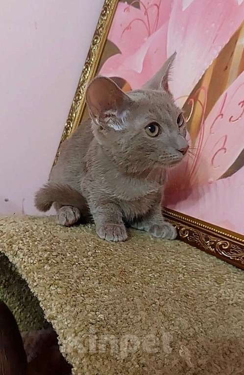 Кошки в Москве: Манчкин стандарт на супер коротких лапках Мальчик, 20 000 руб. - фото 2