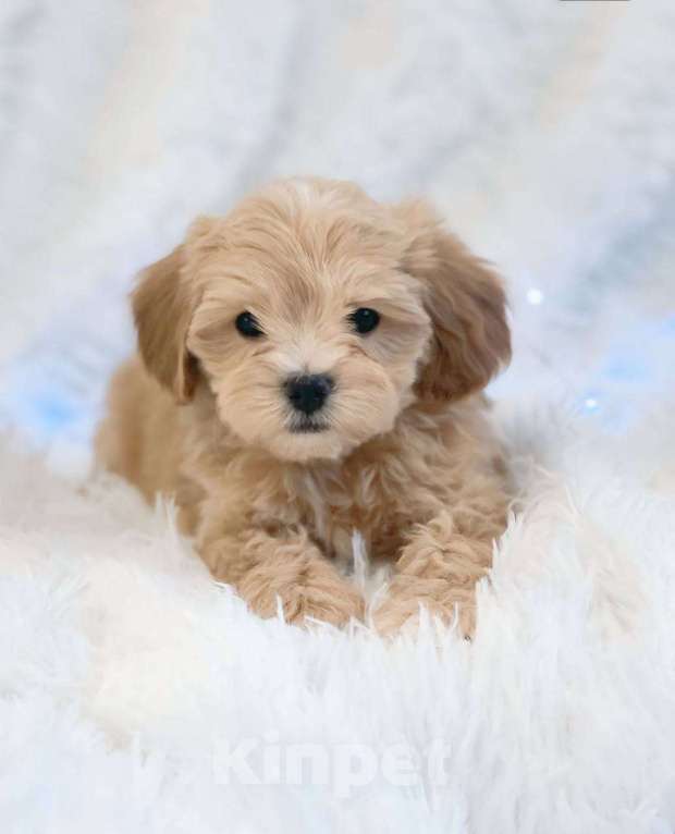 Собаки в Москве: Малыш Мальтипу f1 Мальчик, 110 000 руб. - фото 7