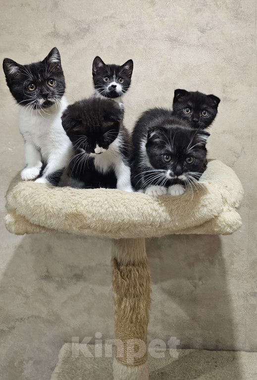 Кошки в Москве: Шотландские Котята (Скотиш Фолд) Девочка, 25 000 руб. - фото 4