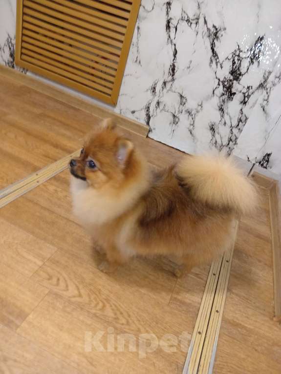 Собаки в Волгограде: Мини шпиц Мальчик, Бесплатно - фото 3