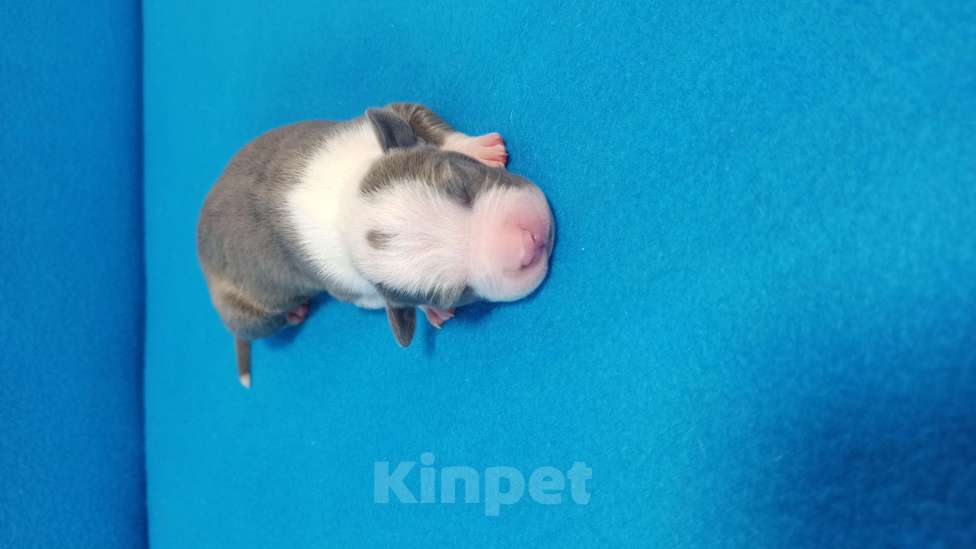 Собаки в Санкт-Петербурге: Кобель3 Мальчик, Бесплатно - фото 1