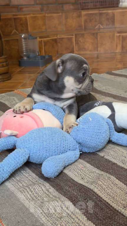 Собаки в Энгельс: породистые щенки французского бульдога Разнополые, 75 000 руб. - фото 9