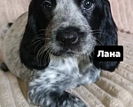 Собаки в Миассе: Щенки русского охотничьего спаниеля Разнополые, 35 000 руб. - фото 4