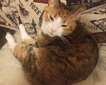 Кошки в Санкт-Петербурге: Кошка-котёнок-собака Варя с сюрпризом Девочка, 500 руб. - фото 3