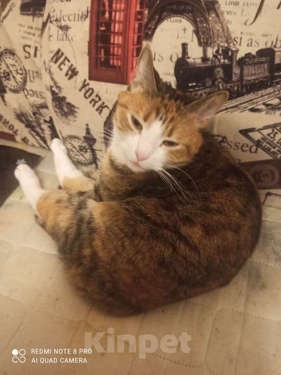 Кошки в Санкт-Петербурге: Кошка-котёнок-собака Варя с сюрпризом Девочка, 500 руб. - фото 3