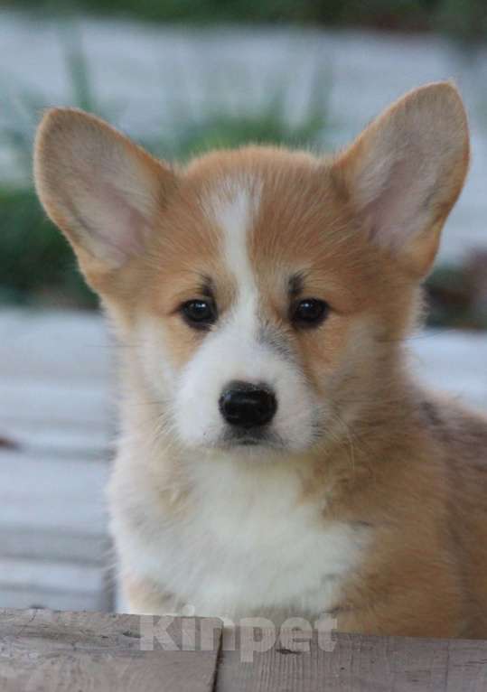 Собаки в Москве: Аманси Буги-вуги Мальчик, 75 000 руб. - фото 7