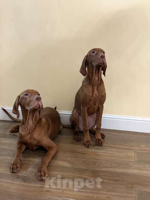 Собаки в Москве: Хью  Мальчик, Бесплатно - фото 6