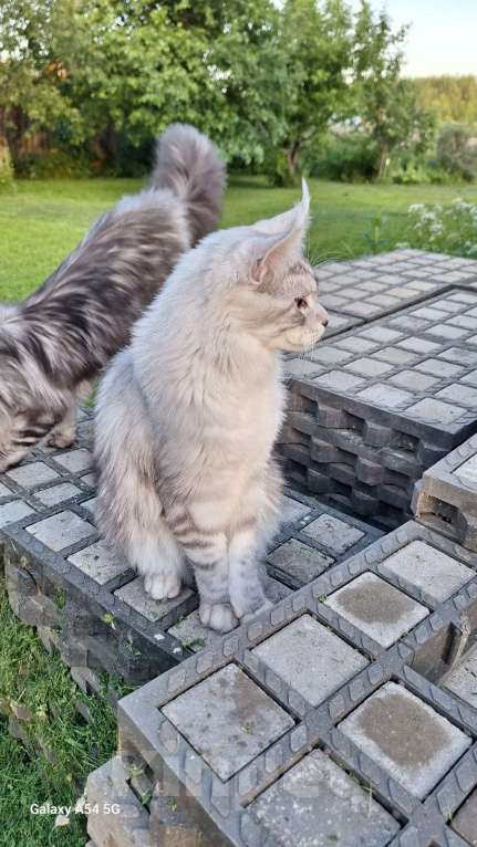 Кошки в Королеве: Котенок помета А; Мейн Кун, Айвенго. Мальчик, 40 000 руб. - фото 5