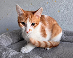 Кошки в Москве: Тоша, маленький персиковый котенок, который ждёт своего человека Мальчик, Бесплатно - фото 5