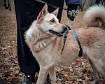 Собаки в Москве: Персик Мальчик, Бесплатно - фото 6