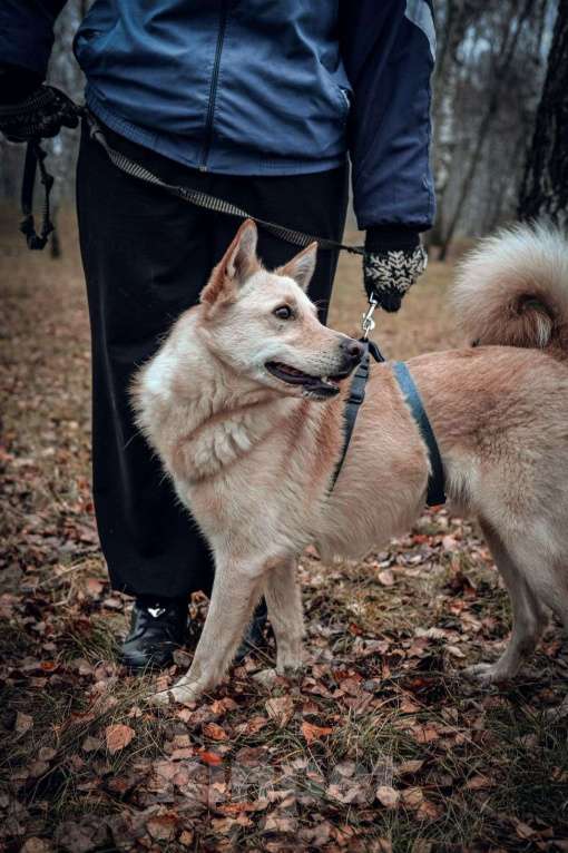 Собаки в Москве: Персик Мальчик, Бесплатно - фото 6