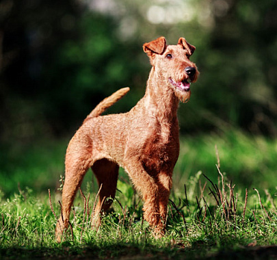 Ирландский терьер