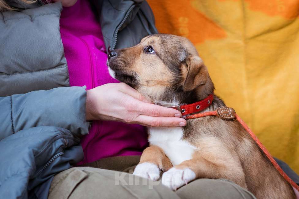 Собаки в Москве: Щенки в приюте срочно ищут дом Девочка, Бесплатно - фото 8