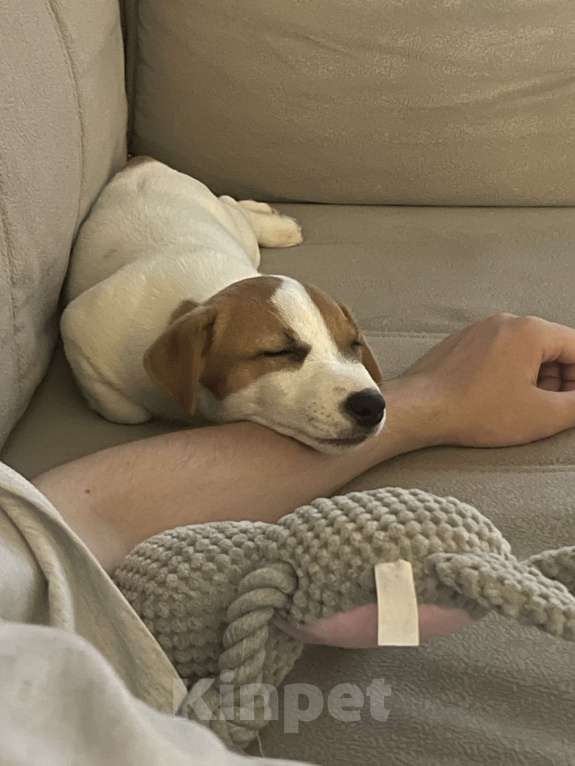 Собаки в Москве: Щенок Джек-Рассел-терьер девочка Девочка, 25 000 руб. - фото 2