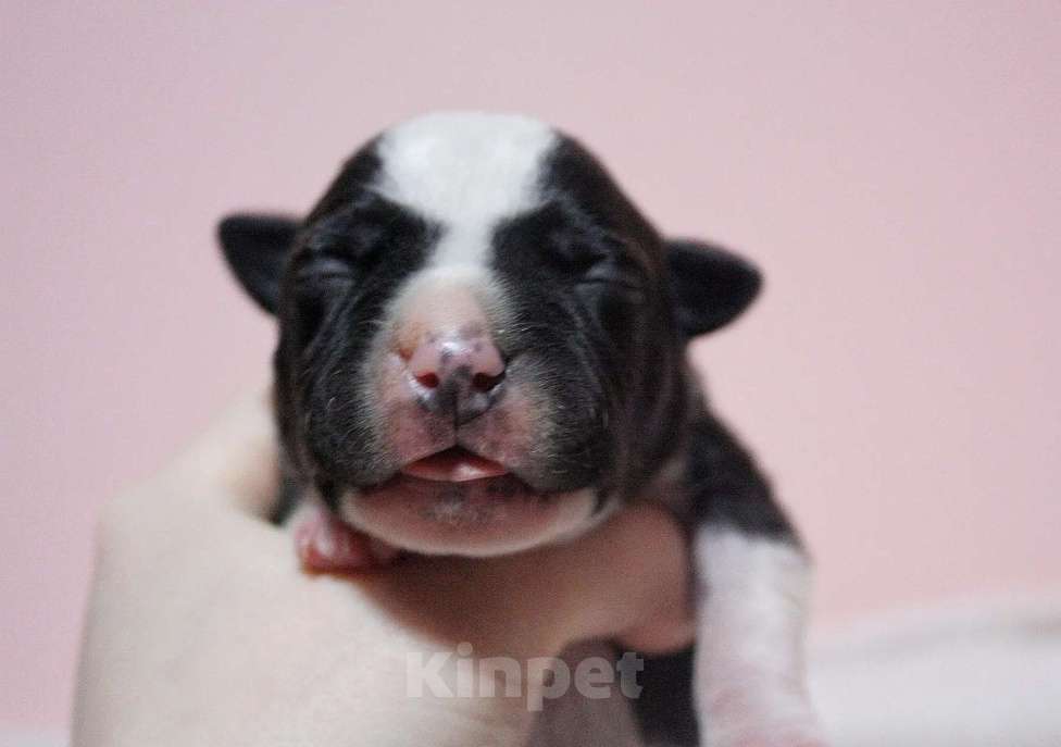 Собаки в Москве: Шикарные малыши амстаффа  Мальчик, 80 000 руб. - фото 5