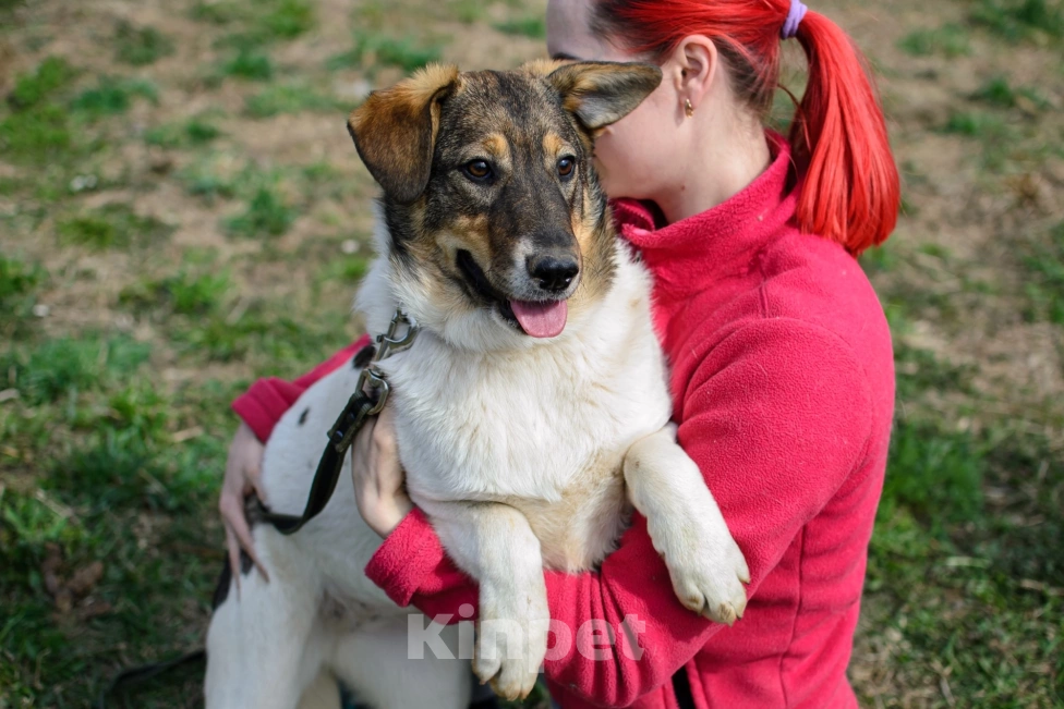 Собаки в других городах Московской области: Очаровашка Луна ждёт своих самых ответственных мам и пап! Девочка, Бесплатно - фото 2
