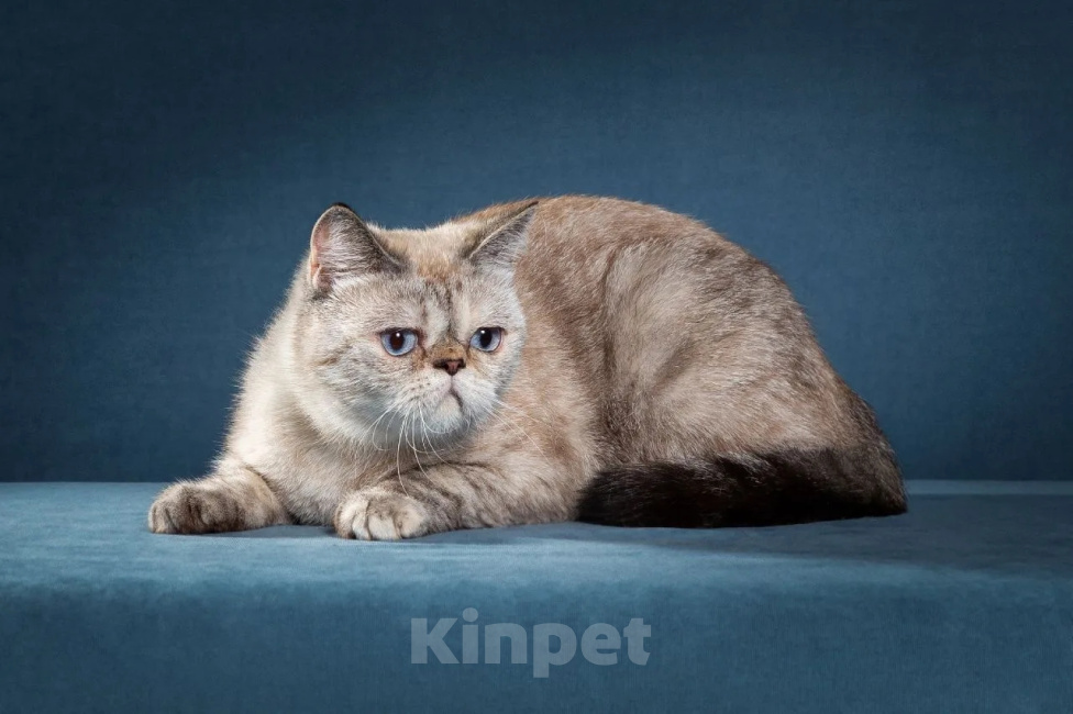 Кошки в Тюмени: Экзотическая короткошерстная кошка Девочка, 30 000 руб. - фото 3