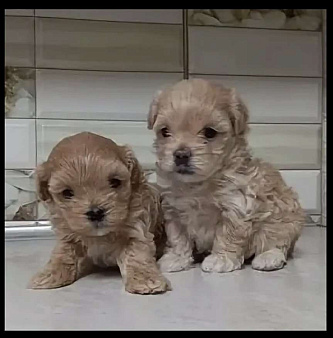 Щенок в хорошие руки мальтипу